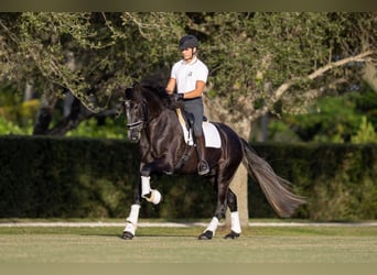 PRE Mix, Gelding, 5 years, 16.1 hh, Gray