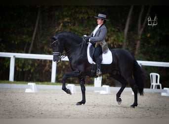 PRE, Stallion, 10 years, 16.1 hh, Black