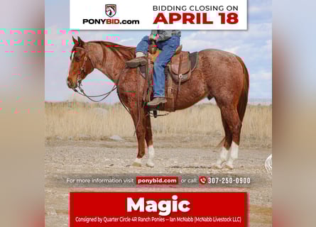 Quarter Pony, Gelding, 13 years, 13.1 hh, Roan-Red