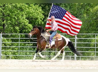 Quarter Pony, Gelding, 7 years, 13 hh