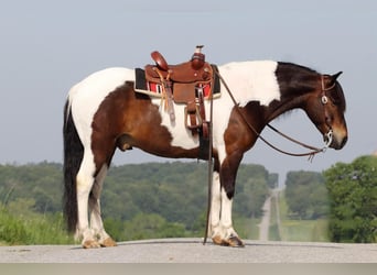 Quarter Pony, Gelding, 7 years, 13 hh
