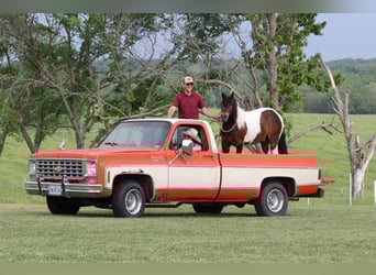 Quarter Pony, Gelding, 7 years, 13 hh