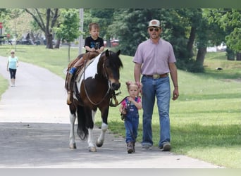 Quarter Pony, Gelding, 7 years, 13 hh