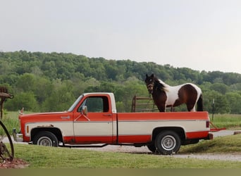 Quarter Pony, Gelding, 7 years, 13 hh