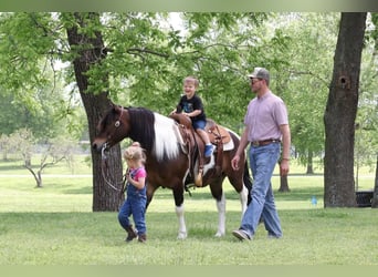 Quarter Pony, Gelding, 7 years, 13 hh