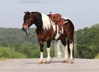 Quarter Pony, Gelding, 7 years, 13 hh