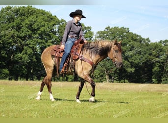 Quarter Pony, Gelding, 7 years, 14.1 hh, Grullo