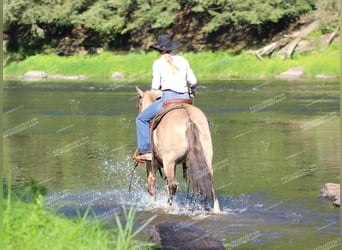 Quarter Pony, Gelding, 7 years, 14.1 hh, Grullo
