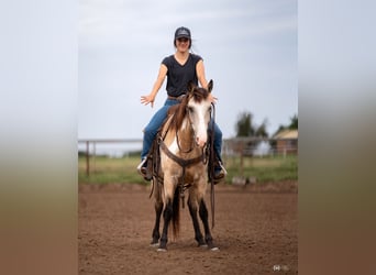 Quarter Pony, Gelding, 8 years, 13.3 hh, Buckskin