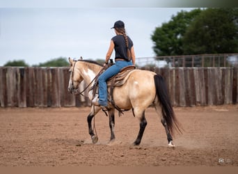 Quarter Pony, Gelding, 8 years, 13.3 hh, Buckskin