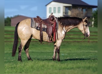 Quarter Pony, Gelding, 8 years, 13.3 hh, Buckskin