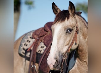 Quarter Pony, Gelding, 8 years, 13.3 hh, Buckskin
