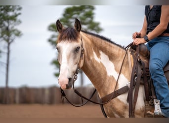 Quarter Pony, Gelding, 8 years, 13.3 hh, Buckskin