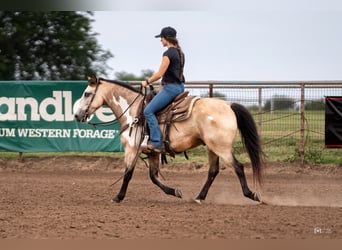 Quarter Pony, Gelding, 8 years, 13.3 hh, Buckskin