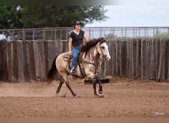Quarter Pony, Gelding, 8 years, 13.3 hh, Buckskin