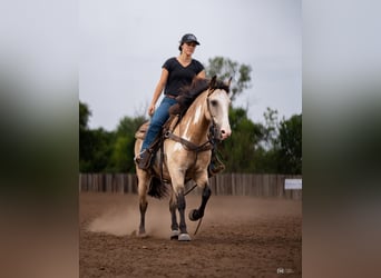 Quarter Pony, Gelding, 8 years, 13.3 hh, Buckskin