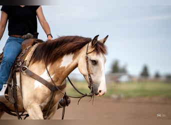 Quarter Pony, Gelding, 8 years, 13.3 hh, Buckskin