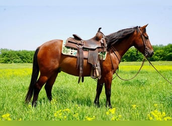 Quarter Pony, Gelding, 8 years, Bay