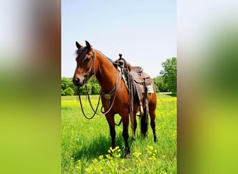 Quarter Pony, Gelding, 8 years, Bay