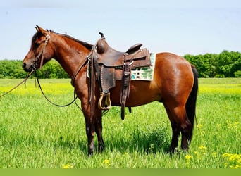 Quarter Pony, Gelding, 8 years, Bay