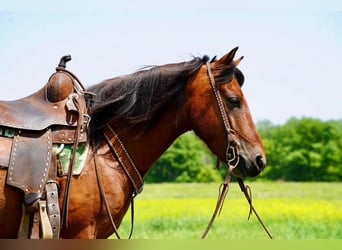 Quarter Pony, Gelding, 8 years, Bay