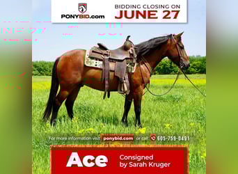 Quarter Pony, Gelding, 8 years, Bay