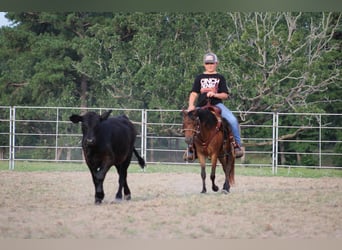 Shetland Ponies, Gelding, 10 years, 11.2 hh, Bay