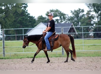 Shetland Ponies, Gelding, 10 years, 11.2 hh, Bay