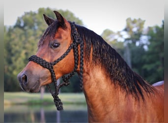 Shetland Ponies, Gelding, 10 years, 11.2 hh, Bay