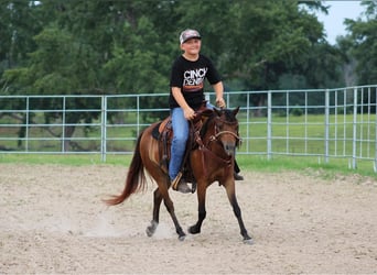Shetland Ponies, Gelding, 10 years, 11.2 hh, Bay