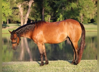 Shetland Ponies, Gelding, 10 years, 11.2 hh, Bay