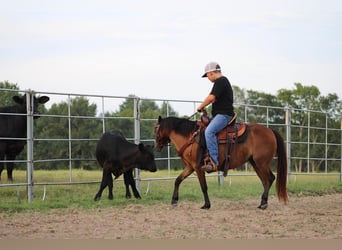 Shetland Ponies, Gelding, 10 years, 11.2 hh, Bay