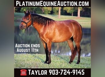 Shetland Ponies, Gelding, 10 years, 11.2 hh, Bay
