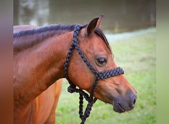Shetland Ponies, Gelding, 10 years, 11.2 hh, Bay