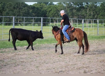 Shetland Ponies, Gelding, 10 years, 11.2 hh, Bay
