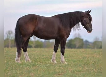 Shire Horse Mix, Gelding, 6 years, 16 hh, Black