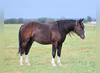 Shire Horse Mix, Gelding, 6 years, 16 hh, Black