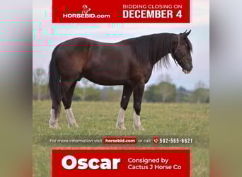 Shire Horse Mix, Gelding, 6 years, 16 hh, Black