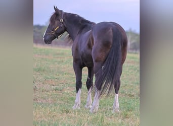 Shire Horse Mix, Gelding, 6 years, 16 hh, Black