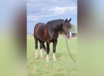 Shire Horse Mix, Gelding, 6 years, 16 hh, Black