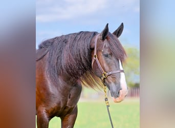 Shire Horse Mix, Gelding, 6 years, 16 hh, Black