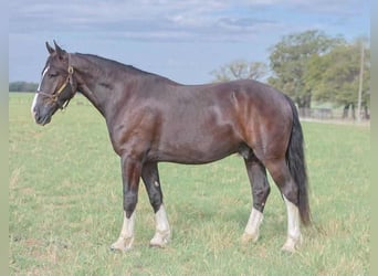 Shire Horse Mix, Gelding, 6 years, 16 hh, Black