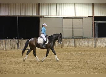 Shire Horse Mix, Gelding, 6 years, 16 hh, Black