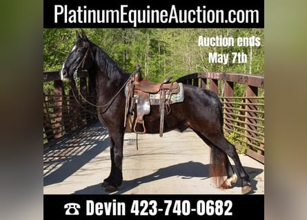 Tennessee walking horse, Gelding, 13 years, Black