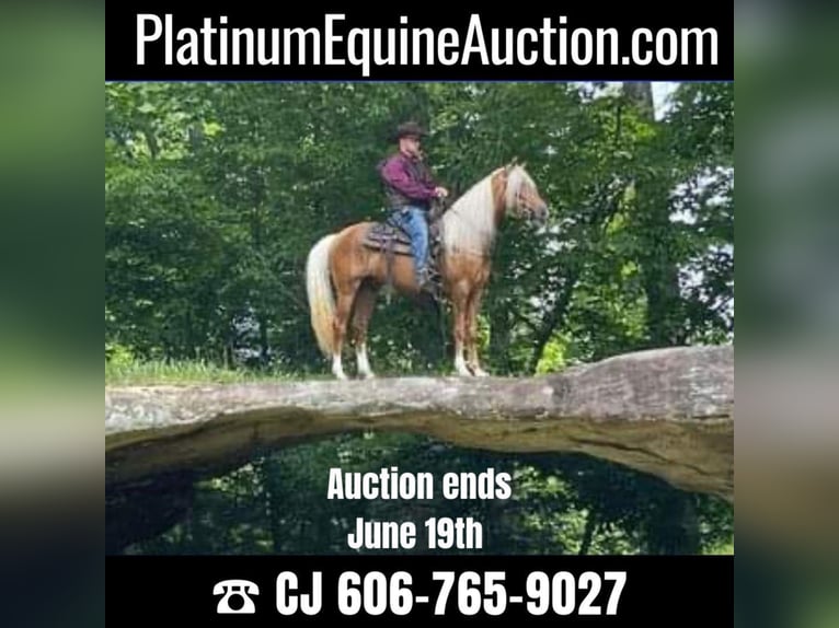Tennessee walking horse Gelding 8 years 15,1 hh Palomino in Whitley City KY
