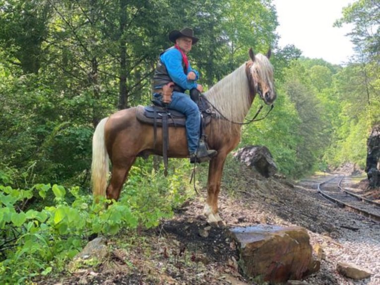 Tennessee walking horse Gelding 8 years 15,1 hh Palomino in Whitley City KY