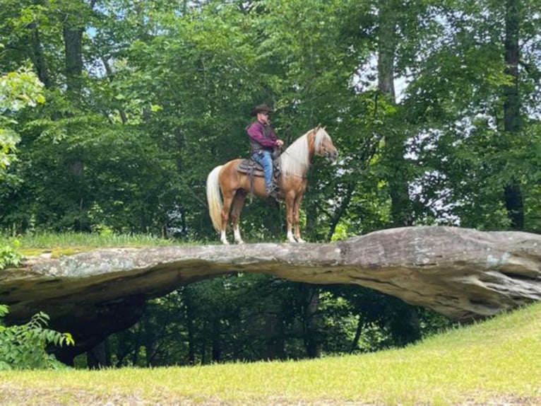 Tennessee walking horse Gelding 8 years 15,1 hh Palomino in Whitley City KY