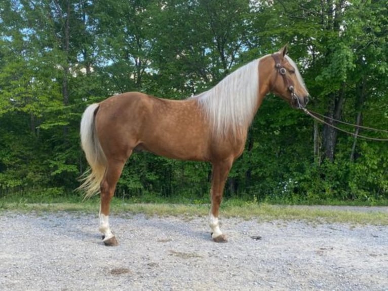 Tennessee walking horse Gelding 8 years 15,1 hh Palomino in Whitley City KY