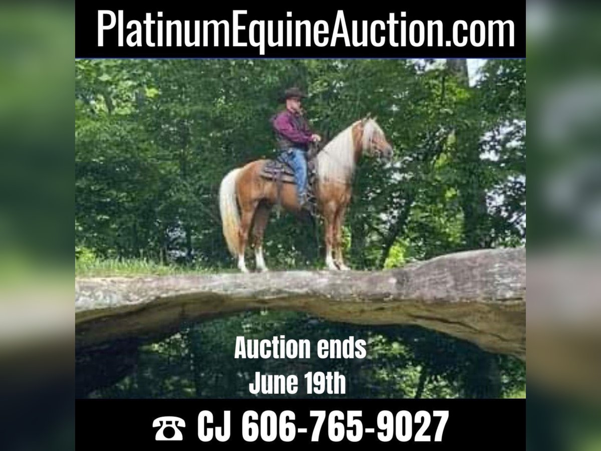 Tennessee walking horse Gelding 8 years 15,1 hh Palomino in Whitley City KY
