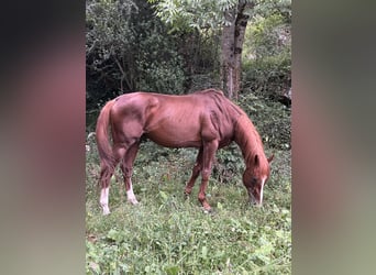 Thoroughbred, Stallion, 10 years, 16.2 hh, Chestnut
